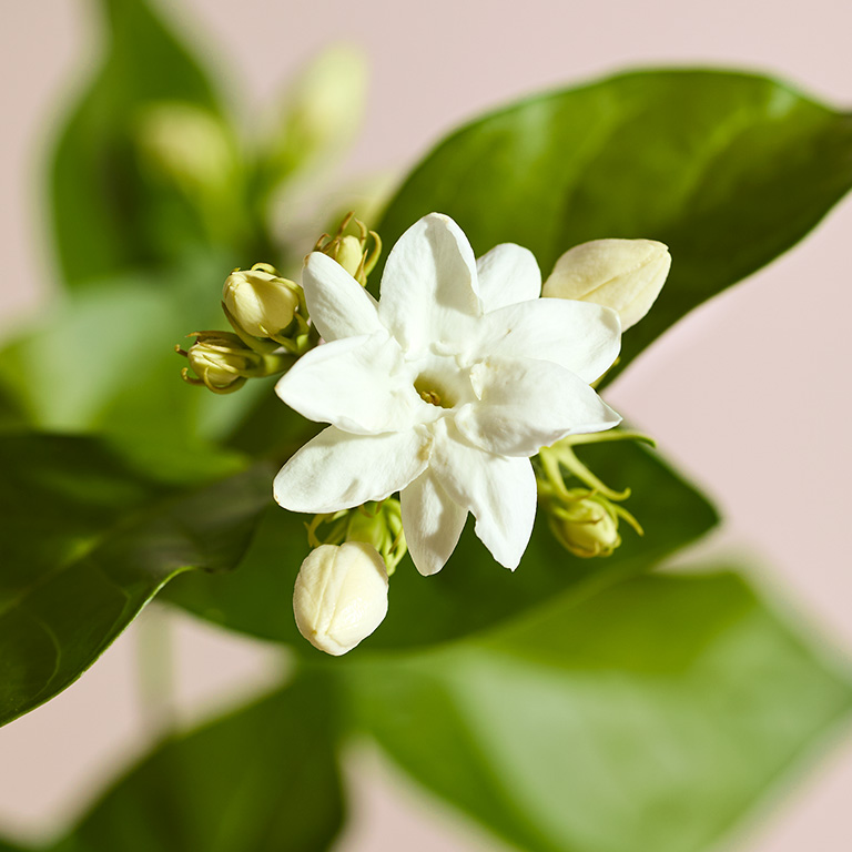 Jasminbl&uuml;te an einem Stiel mit Bl&auml;ttern - symbolisch f&uuml;r eine der Duftnoten des Mary Kay Confidently You Eau de Parfum