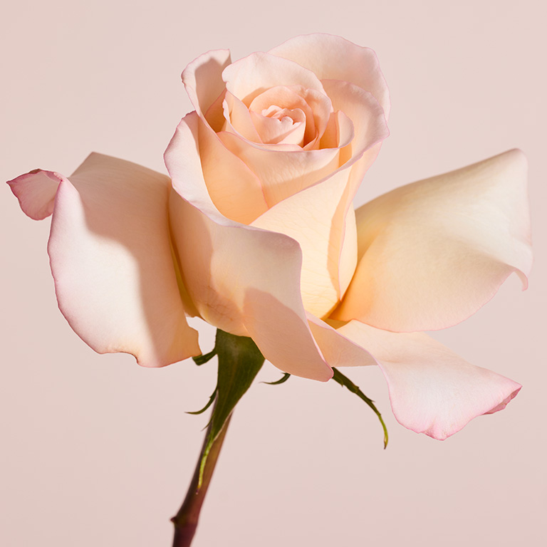 Eine Rose vor einem rosa Hintergrund