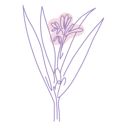 Illustration des Hautpflegeinhaltsstoffs Alpinia Galanga-Blatt &ndash; auch bekannt als Galangal